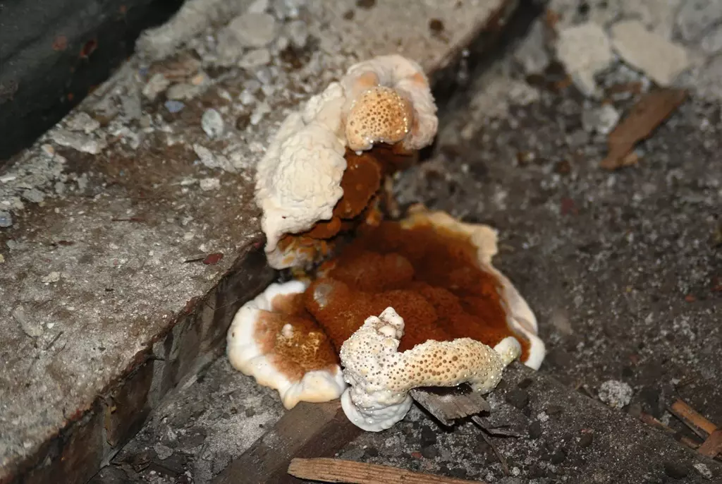 Owocnik grzyba Serpula lacrymans - potrzebujesz pomocy? Zadzwoń 880 722 589